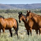 Wild horses in the Outback